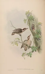 Iyngipicus gymnophthalmus peninsularis